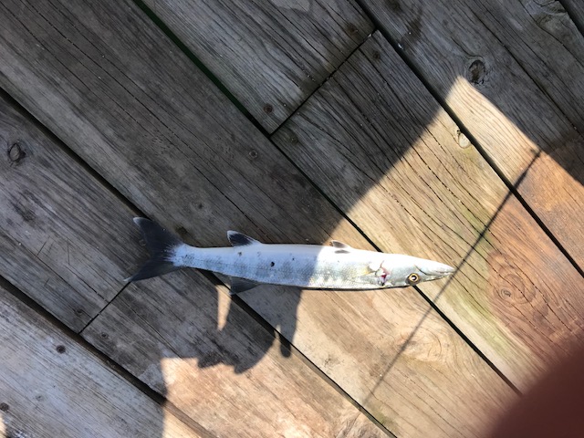 Barracuda Fishing