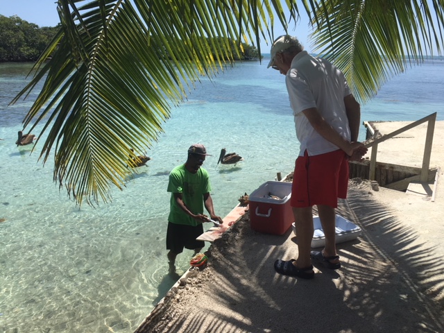 BBC Fish Cleaning (Pelicans)