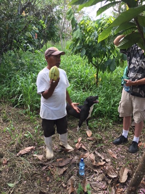 Cacao Farm