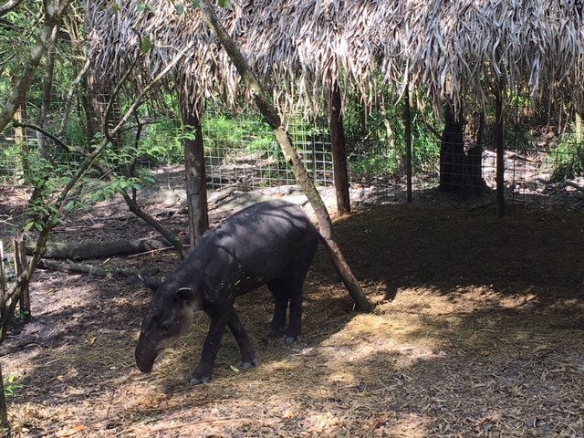 Zoo - Tapir