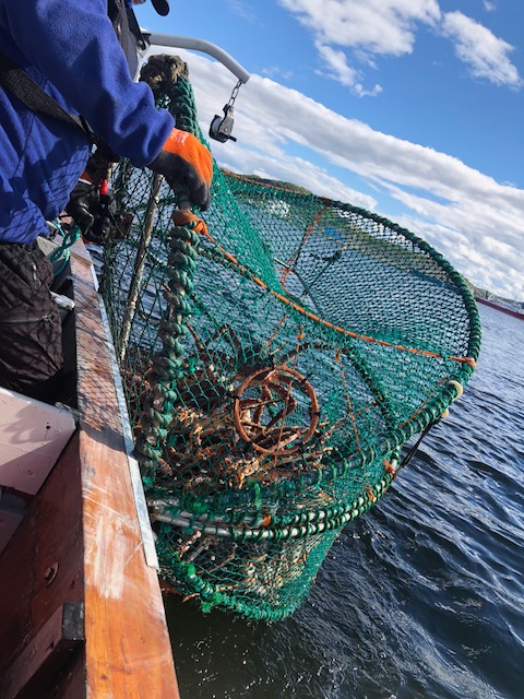 Crabs Caught