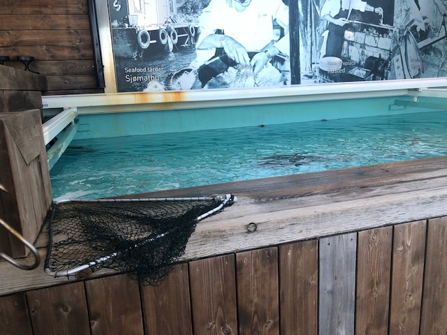 Cornelius - Fresh Catch